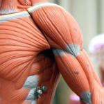Anatomia e Fisiologia Humana